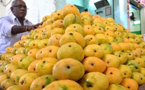 Mangos in Odisha