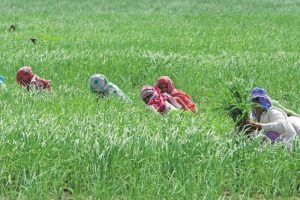 madhyapradesh farming