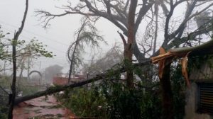 Fallen tree due to severe cyclone storm Titli in Gopalpur Odisha