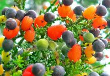 fruit salad tree-2