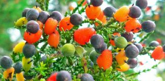 fruit salad tree-2